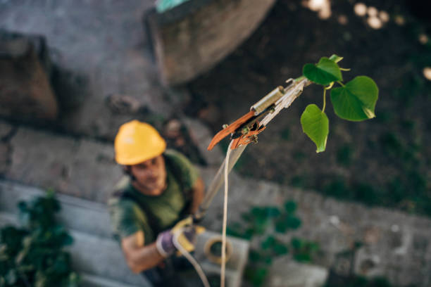 Best Fruit Tree Pruning  in Clinton, PA